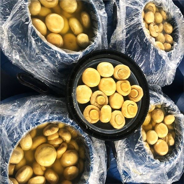 Faqqiegħ fis-Salmura fi 50kg Drum